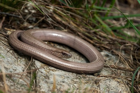 Anguis fragilis, slow worm, western slow worm, blindworm, critters, deaf adder, lizards, hazelworm,