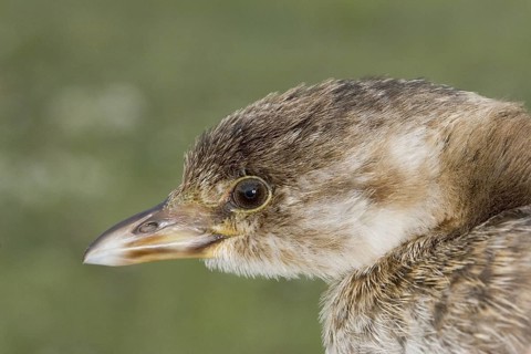 Pied-billed Grebe Podilymbus podiceps Whitewater Lake, Manitoba, Canada 31 August Immature
