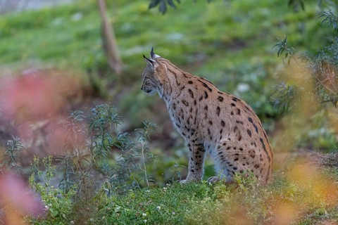 One Eurasian lynx, (Lynx lynx), sitting on green grass framed by fall foliage