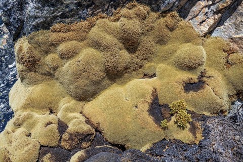 Areta plant (Azorella compacta), an extremely slow-growing cushion plant found in the Andes, the