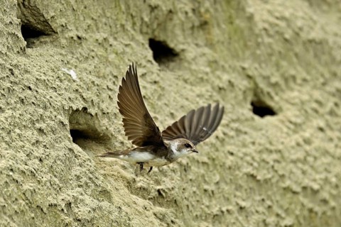Sand martin (Riparia riparia), taking off from its breeding tube, Reussegg nature reserve, Canton