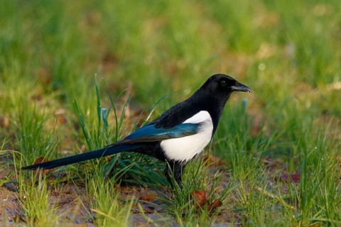 Eurasian Magpie (Pica pica), North Rhine-Westphalia, Germany