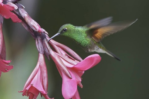 Stripe-tailed Hummingbird (Eupherusa eximia), Costa Rica