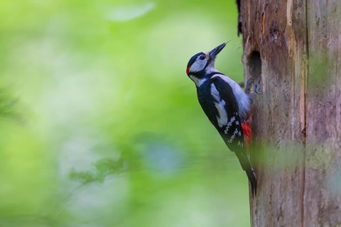 Pileated Woodpecker (Dendrocopos major) at the breeding cavity, Piciformes, Göggingen,
