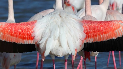 Captured in the French Camargue, this image showcases pink flamingos with strikingly colored