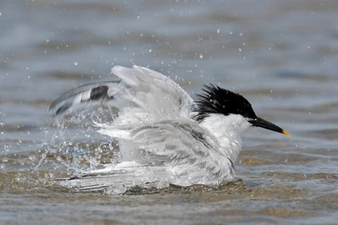 Sandwich Tern (Thalasseus sandvicensis) bathing, Lower Saxony, Germany