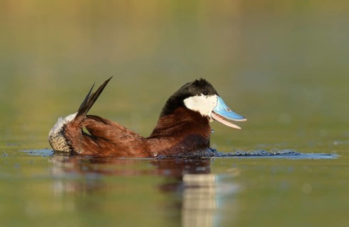Ruddy Duck (Oxyura jamaicensis) male, British Columbia, Canada