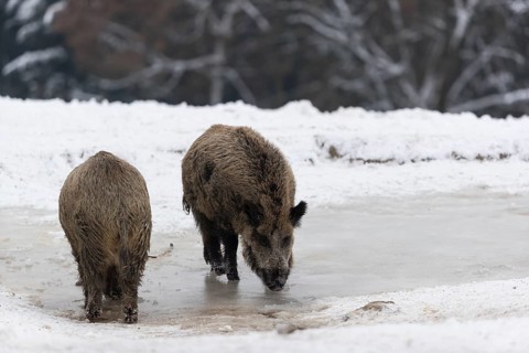 Wild boar or wild pig (Sus scrofa), standing on ice, trees in the background