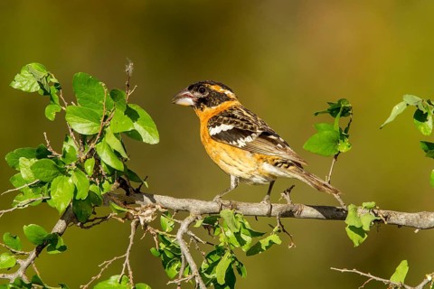 Black-headed Grosbeak Pheucticus melanocephalus Santa Rita Mountains, Santa Cruz County, Arizona,