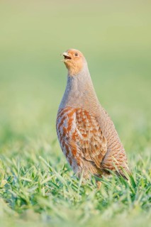 Rebhuhn, Perdix perdix Grey Partridge, Perdix perdix