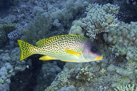Black spotted sweetlips (Plectorhinchus gaterinus)