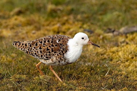 Ruff (Calidris pugnax) male, Smaland, Sweden