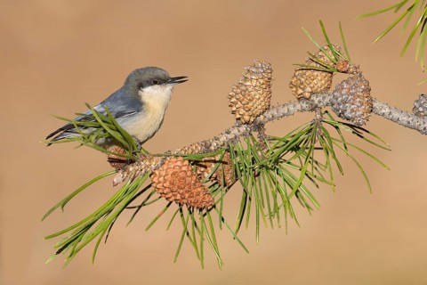 White-breasted Nuthatch (Sitta carolinensis) perched on a conifer branch, Colorado, USA