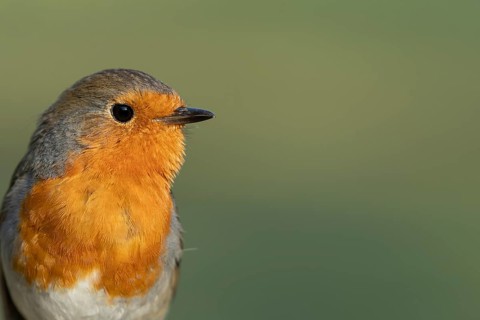 European robin (Erithacus rubecula) adult bird head portrait, England, United Kingdom
