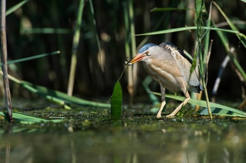 Little Bittern (Ixobrychus minutus) foraging, Bulgaria