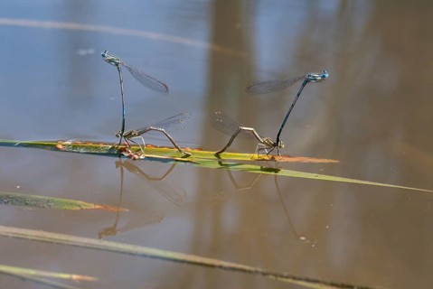 Azure damselfly, blue feather dragonfly, platycnemis pennipes, white-legged damselfly, Bulgaria,