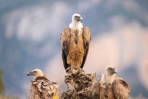 Griffon Vulture (Gyps fulvus) sitting on an old gnarled root in autumn, Pyrenees, Catalonia, Spain
