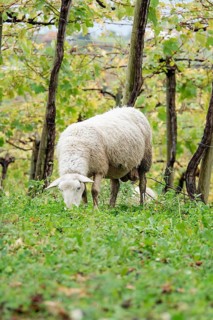 A serene sheep grazes under vine leaves in an idyllic vineyard, blending harmony and natural beauty