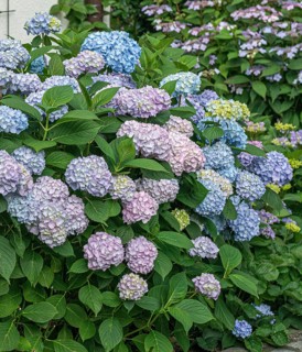 Garden hydrangea (Hydrangea macrophylla ENDLESS SUMMER), Germany