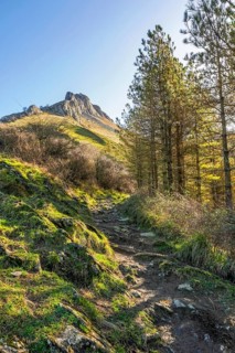 Scenic hiking trail ascending through lush vegetation and pine trees towards the imposing peak of