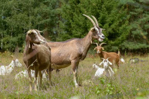 Artiodactyla, Capra Aegagrus Hircus, even-toed ungulate, domestic goat, cloven-hoofed, Pöllwitzer