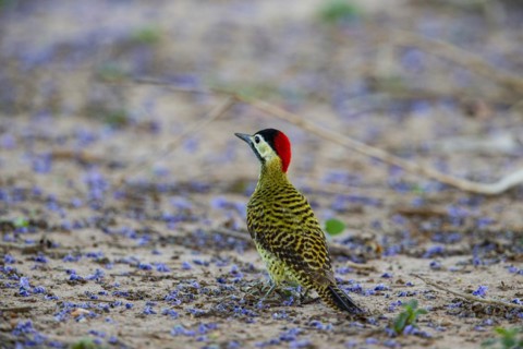 Green-banded Woodpecker (Colaptes melanochlorus) Pantanal Brazil