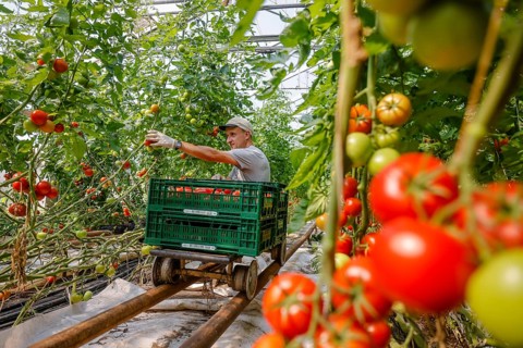 Wittichenau, Oberlausitz, Saxony, Germany - Tomato harvest on the family-run Domanja farm and