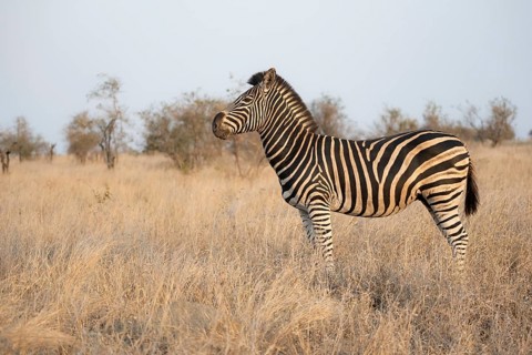 Plains zebra (Equus quagga), in dry grass, in the evening light, Kruger National Park, South Africa