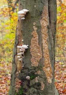 Ringed beech slime beetle (Oudemansiella mucida), fruiting body and the Silvery Porecrust, beech