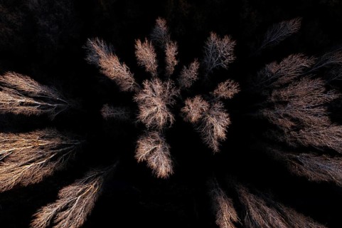 Aerial photograph showcasing a cluster of bare trees, their branches highlighted against the dark
