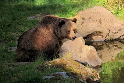 Eurasian brown bear (Ursus arctos arctos), half-grown young, alert, scenting, in summer, at the
