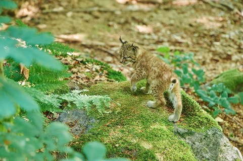 Young Eurasian lynx (Lynx lynx) in a forest, captive, Bavarian Forest Nationalpark, Bavaria,