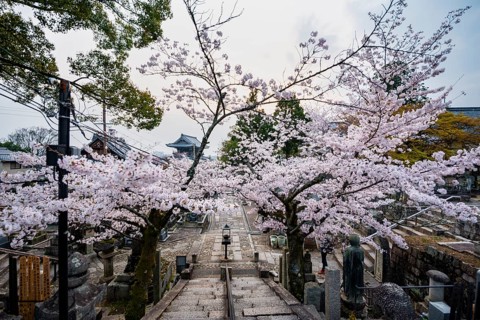 Cherry Blossom, Konkai-Komyoji Temple, Kurodanicho, Kyoto, Japan