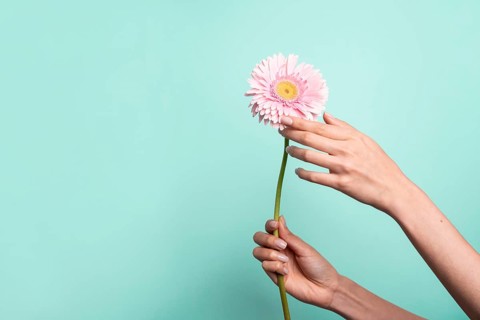 A delicate hand gently holds a vibrant pink daisy against a soft blue background. The fresh flower,