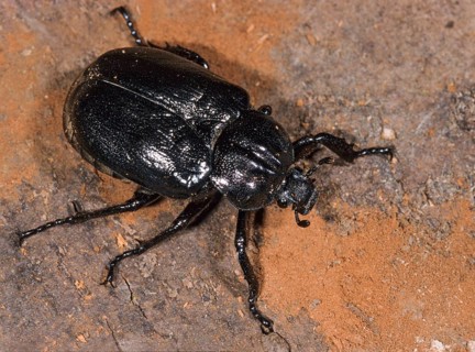 Hermit, Hermit Beetle, Juchten Beetle, Osmoderma Eremita, Beetle, Coleoptera, FFH, Insects, Beetles