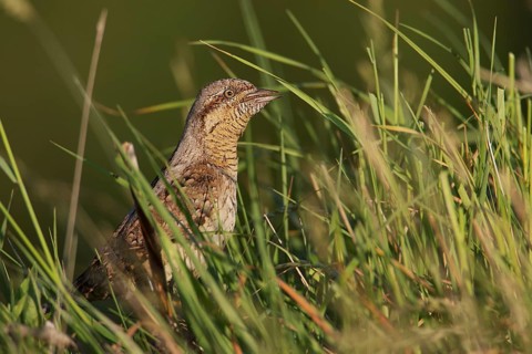 Eurasian Wryneck (Jynx torquilla), Saxony, Germany