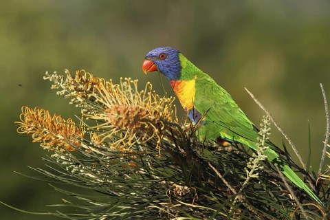 Rainbow Lorikeet (Trichoglossus moluccanus), Queensland, Australia