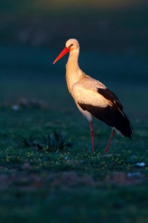 White Stork (Ciconia ciconia), Castile-La Mancha, Spain