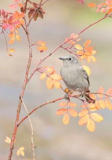 Townsend's Solitaire (Myadestes townsendi) perched on a branch, Colorado, USA