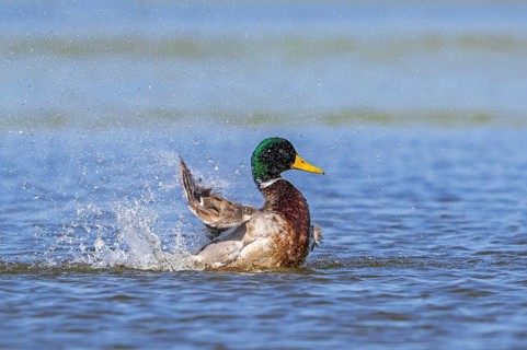 Mallard, wild duck (Anas platyrhynchos) male, drake splashing water while flapping wings in pond in