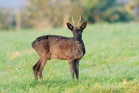 European roe deer (Capreolus capreolus), black roe deer, roebuck standing in a meadow, Lower
