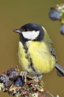 Great tit (Parus major), sitting on a branch in a blackthorn bush, (Prunus spinosa), sloes, with