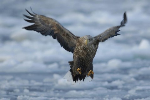 White-tailed Eagle (Haliaeetus albicilla) flying, Hokkaido, Japan