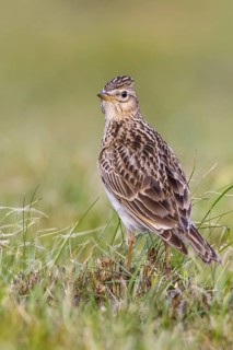 Eurasian Skylark (Alauda arvensis) in field, Gorski kotar, Croatia