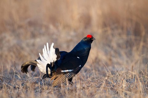 Black Grouse (Lyrurus tetrix) male, Nizhegorodskaya, Russia