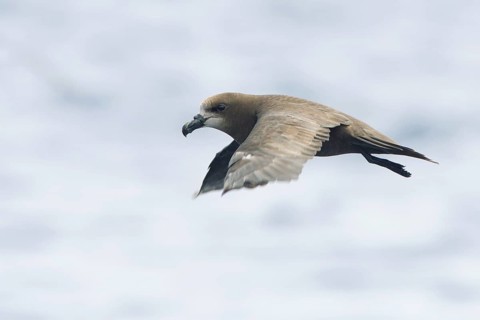 Great-winged Petrel (Pterodroma gouldi) flying, Victoria, Australia