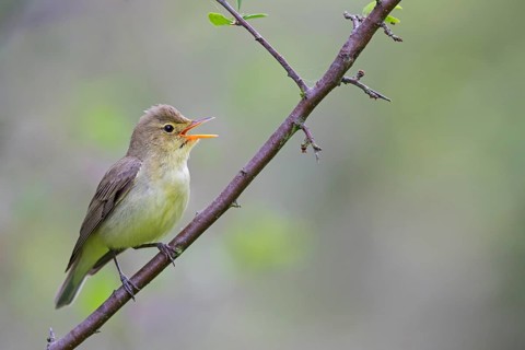 Icterine Warbler, Hippolais icterina, HypolaÔs ictÈrine, Zarcero Icterino, Worms,