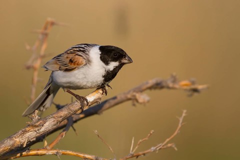 Reed Bunting - Rohrammer - Emberiza schoeniclus ssp. pyrrhuloides, Kazakhstan, adult male