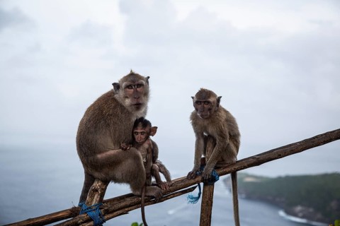 Three monkeys on a branch, near the ocean, under a cloudy sky, closely gathered together: