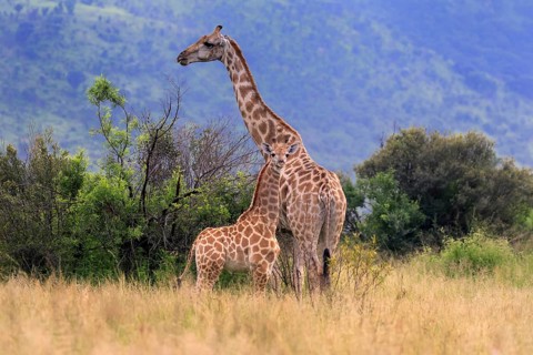 Cape giraffe (Giraffa camelopardalis giraffa), adult, female, mother, young, foraging, vigilant,